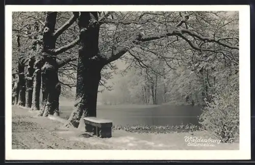 AK Waldenburg i. Sa., Eichenallee im Winter