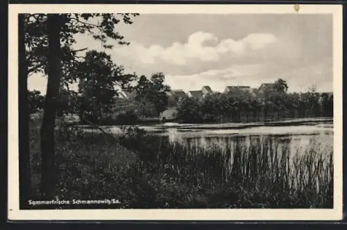 AK Schmannewitz /Sa., Teich, Ortsansicht