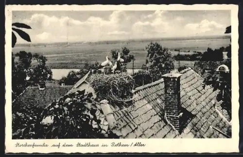 AK Rethem /Aller, Storchenfamilie auf dem Stadthaus