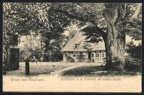 AK Bispingen, Pastorat, Uralte Linde