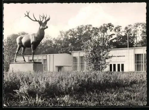 AK Markkleeberg /Leipzig, Landwirtschaftsausstellung, Neuererzentrum, Hirschdenkmal