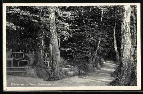AK Walsrode i. Hann., Eckernworth, Waldweg