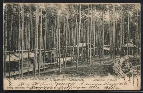 AK Gommern /Magdeburg, Heilstätte Vogelsang, Liegehallen im Walde
