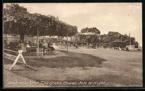 AK Cowes, The Green, Umbrella Tree
