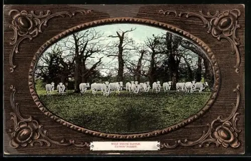 AK Hamilton, Cadzow Forest, Wild White Cattle