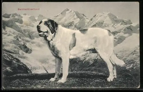 AK Bernhardiner steht vor einem Gebirgszug