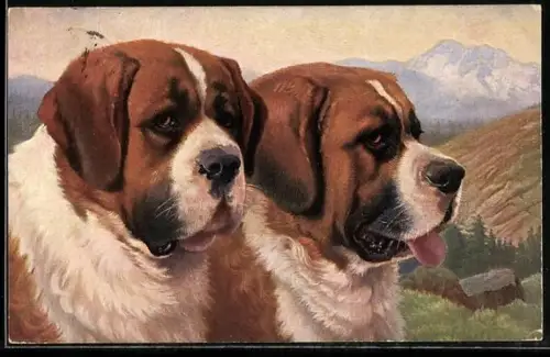 AK Bernhardiner, St. Bernards