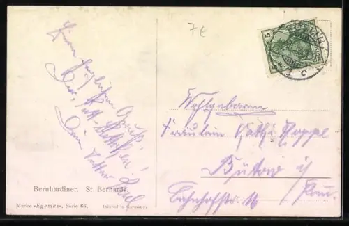 AK Bernhardiner, St. Bernards