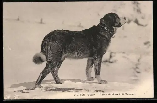 AK Bernhardiner im Schnee, Barry - Chien du Grand St. Bernard