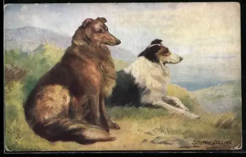 Künstler-AK N. Drummond: Schottische Collies auf dem Hügel blicken in die Ferne