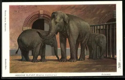 Künstler-AK Elefant mit zwei Jungtieren im Gehege, Indische Olifant
