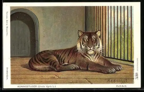 Künstler-AK Süd-Asiatischer Königstiger im Zoo