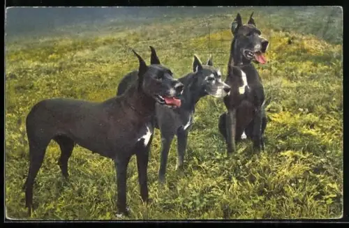 AK Drei Deutsche Doggen auf einer Wiese