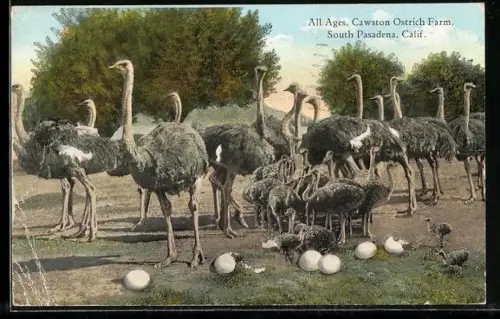 AK South Pasadena, CA, Cawston Ostrich Farm, Straussenfarm