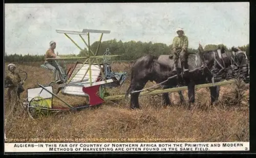 AK Algerien, Pferdepflug auf dem Feld