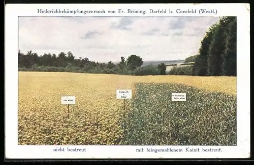 AK Darfeld, Hederichbekämpfungsversuch v. Fr. Brüning