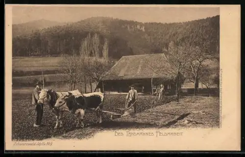 AK Des Landmannes Feldarbeit, Rindergespann als Feldpflug