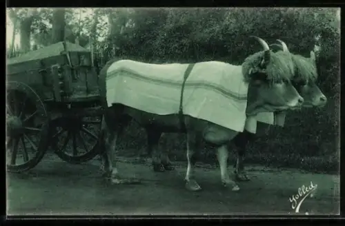 Foto-AK Type Basque, Attelage de Boeufs, Ochsengespann
