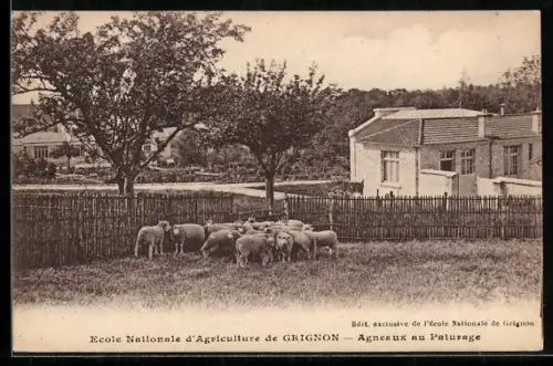 AK Grignon, Ecole Nationale d`Agriculture, Agneaux au Paturage