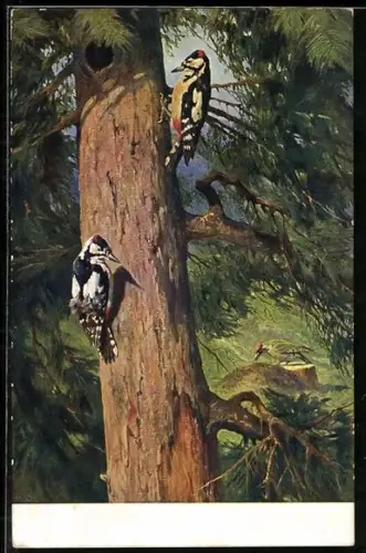 Künstler-AK Buntspechte und Grünspecht