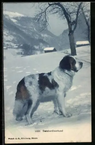 AK Bernhardiner in winterlicher Landschaft