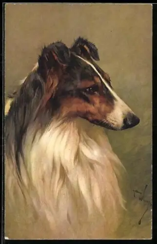 AK Schöner Collie mit treuem Blick