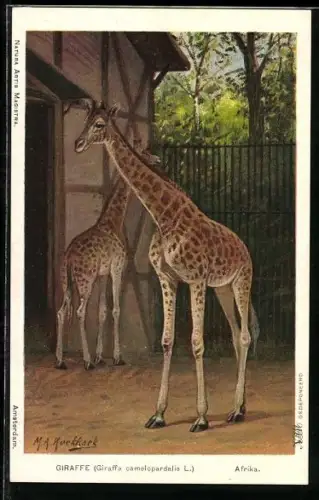 Künstler-AK Afrikanische Giraffe im Amsterdamer Zoo