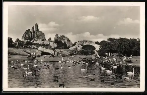 AK Altona-Stellingen-Hamburg, Carl Hagenbeck`s Tierpark, Grosser Vogelteich, Schwäne