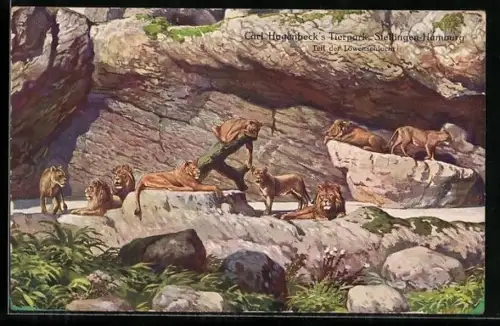 AK Stellingen-Hamburg, Hagenbecks Tierpark, Schlafende Löwen in der Löwenschlucht