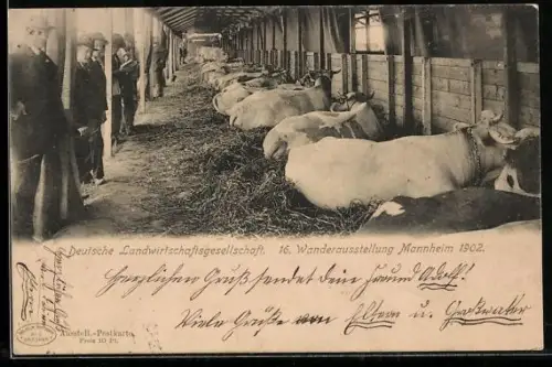AK Mannheim, deutsche Landwirtschaftsgesellschaft 16. Wanderausstellung 1902