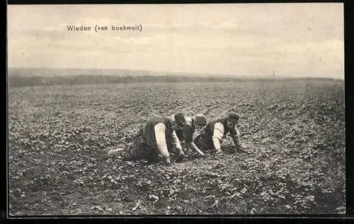 AK Wiede van boelweit, Bauern ernten Buchweizen