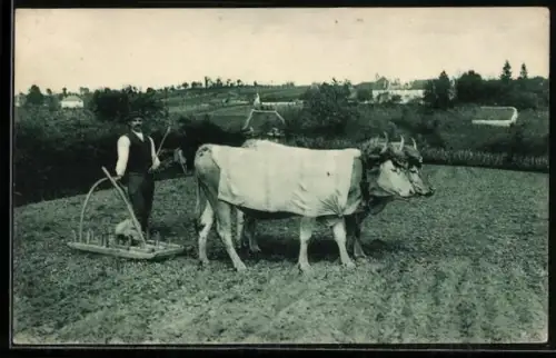AK Bauer pflügt Feld mit Ochsengespann