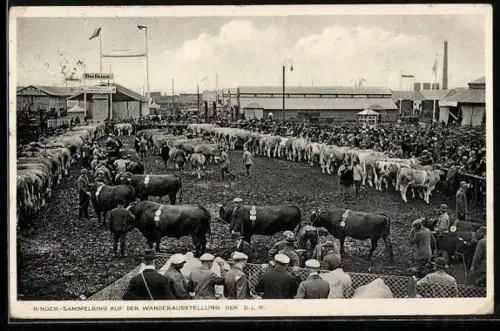 AK Erfurt, 1. Reichsnährstands-Ausstellung 1934, Rindersammelring