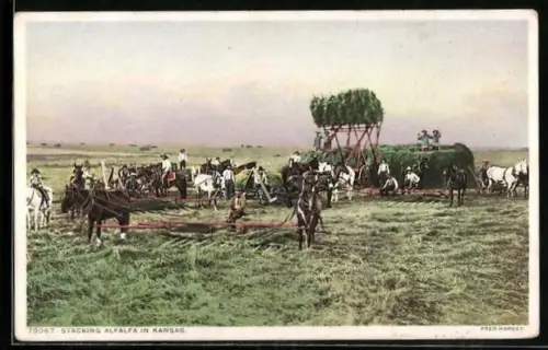 AK Kansas, KS, Stacking Alfalfa, Luzerne-Ernte