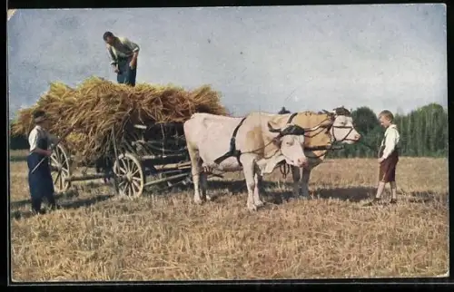 AK Bauern mit einem Ochsengespann bei der Ernte