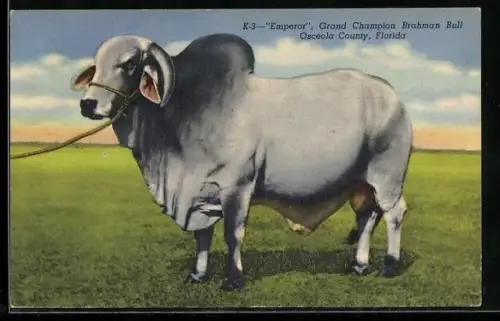AK Emperor Grand Champion Brahman Bull of Florida Bred
