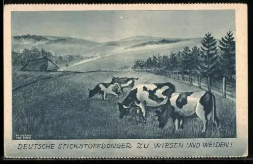 AK Kühe auf einer Weide, Reklame Stickstoffdünger