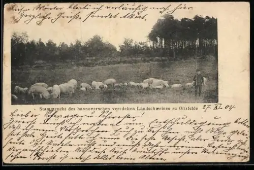 AK Oetzfelde, Stammzucht des hannoverschen veredelten Landschweins