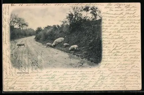 AK Irische Schweine überqueren eine Landstrasse