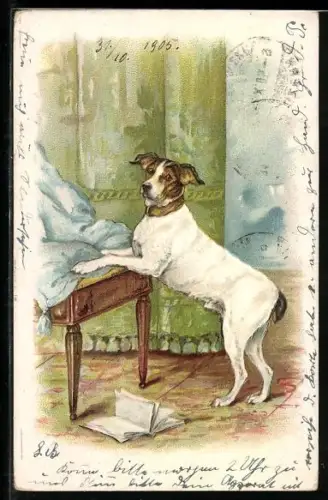 Lithographie Weisser Hund wirft Buch vom Tisch