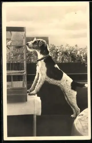 AK Foxterrier am Vogelkäfig auf einem Balkon