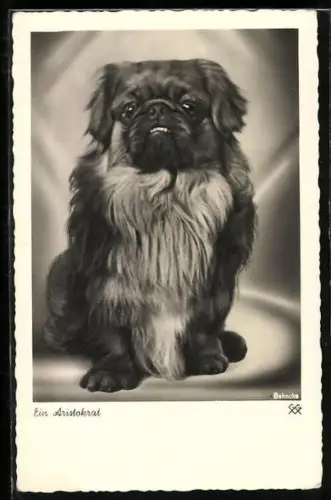 AK Kleiner Pekinese mit treuem Blick