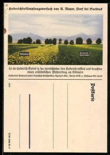 AK Hederichbekämpfungsversuch von A. Mayer, Reklame für Hederich-Kainit