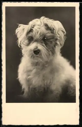 AK Porträt eines kleinen Hundes mit zotteligem Fell