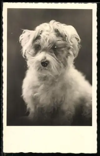 AK Porträt eines kleinen Hundes mit zotteligem Fell