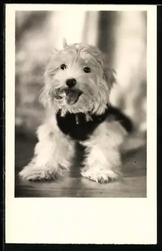 AK Kleiner Terrier lässt die Zunge heraushängen