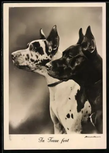 AK Deutsche Doggen unterschiedlicher Farbschläge