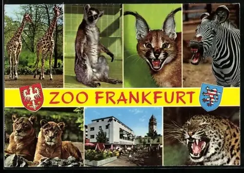 AK Frankfurt, Giraffen, verschiedene Raubkatzen und ein Zebra im Zoo