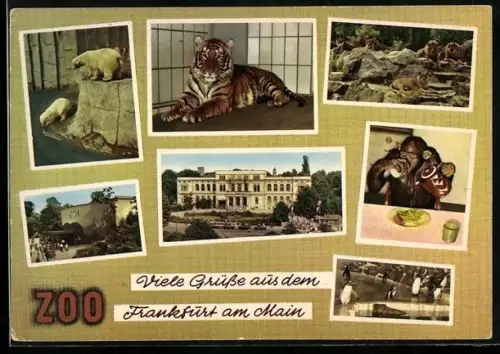 AK Frankfurt am Main, Tiger, Eisbären, Löwen, Pinguine und ein Affe im Zoo