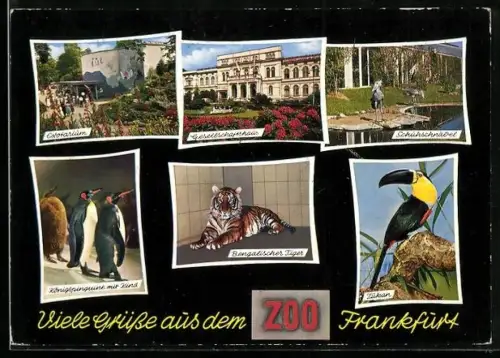 AK Frankfurt, Bengalischer Tiger, Königspinguine und ein Tukan im Zoo